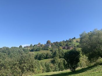 Trees on field against clear blue sky