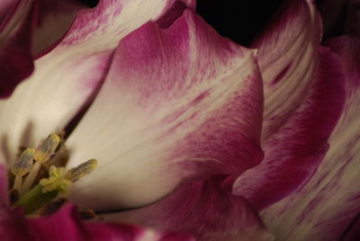 Close-up of pink day lily blooming outdoors