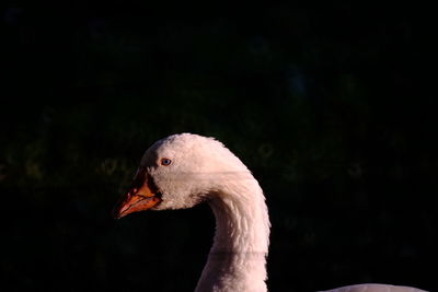 Close-up of goose at night