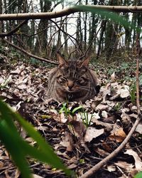 Portrait of a cat sitting on a land