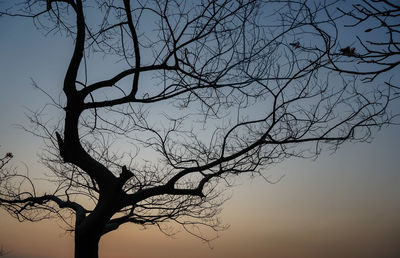 Low angle view of silhouette bare tree against sky