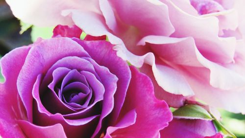 Close-up of pink rose