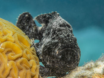 marine biology