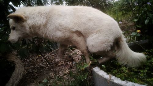 Close-up of sheep on plants