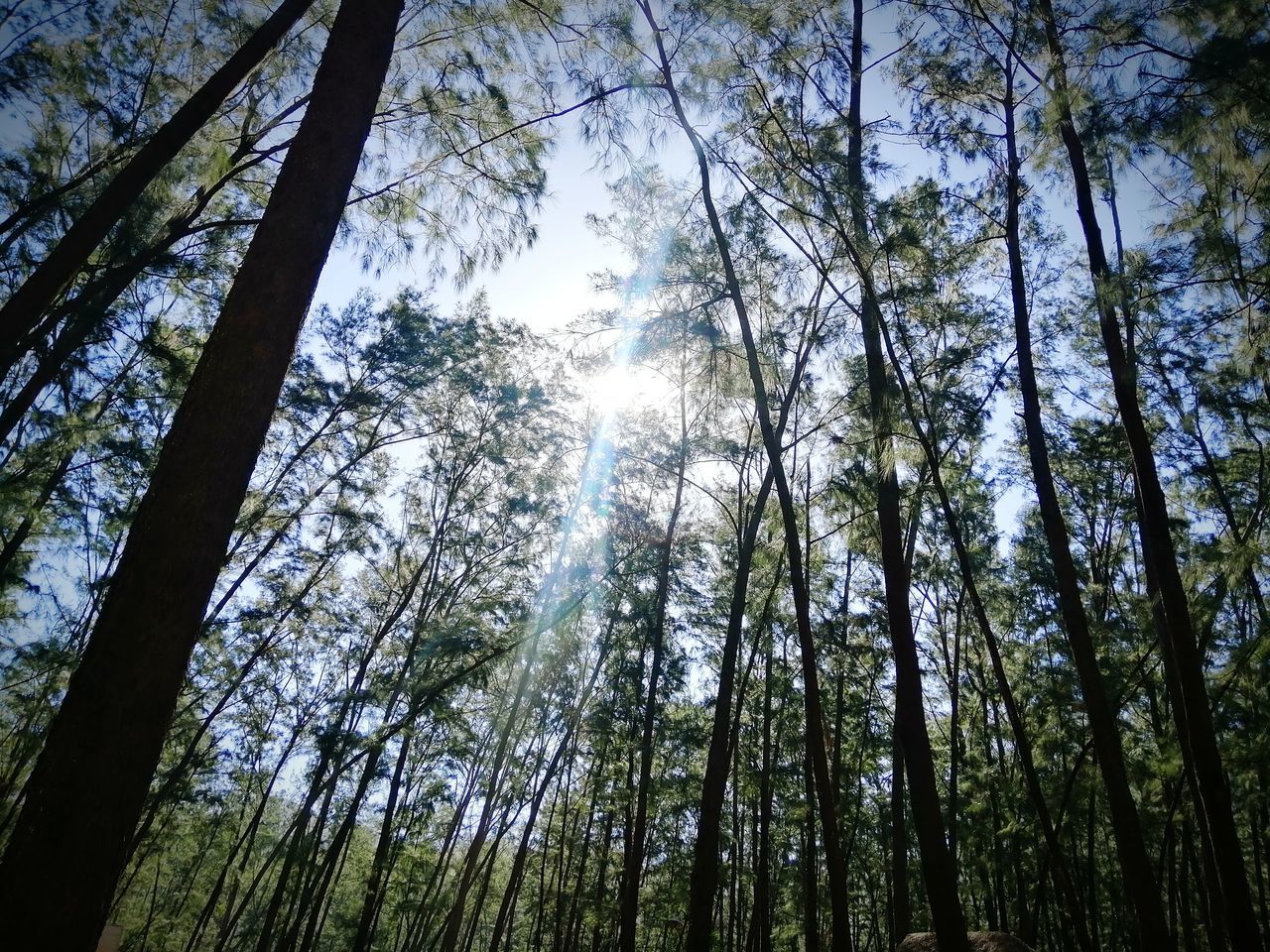 LOW ANGLE VIEW OF SUNLIGHT STREAMING THROUGH TREES