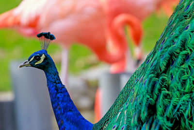 Close-up of peacock