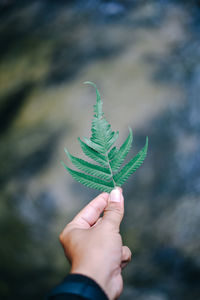 Cropped hand holding leaf