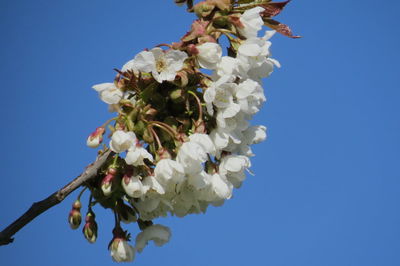 Low angle view of cherry blossoms against clear blue sky