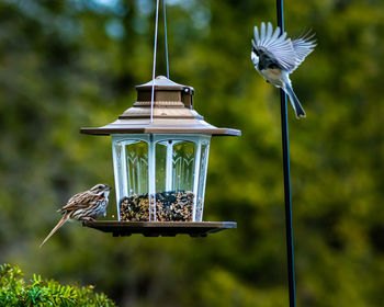 Close-up of bird flying over feeder