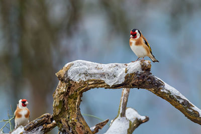 View of bird perching on branch