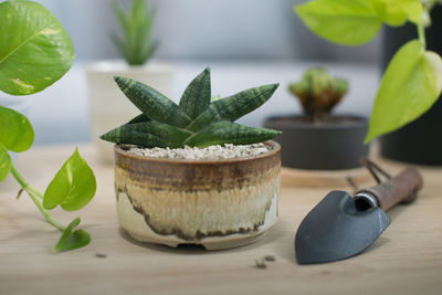 Close-up of fruits and potted plant on table