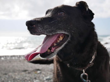 Close-up of a dog looking away