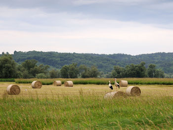 Hay bales on field against sky