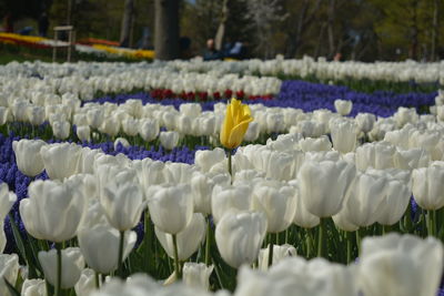 Close-up of white flowers on field