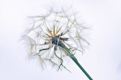 Close-up of dandelion on white background