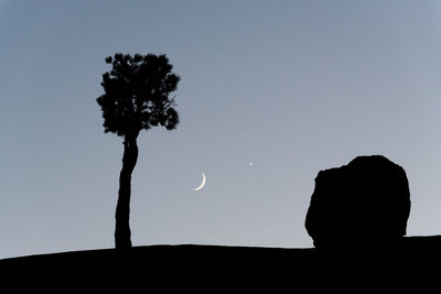 Low angle view of silhouette tree against sky at night