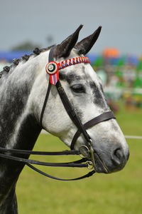 Close-up of a horse on field