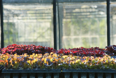 Red berries on glass window