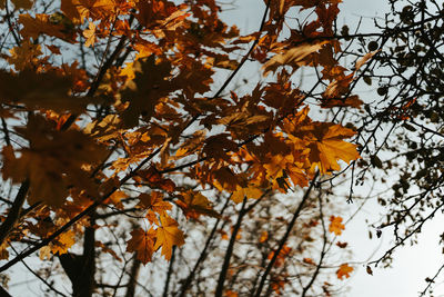 Low angle view of tree against sky