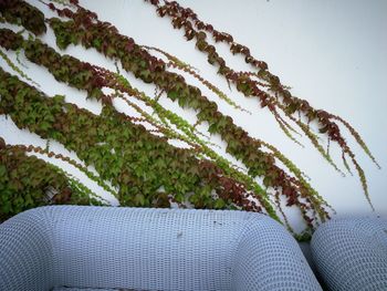 Close-up of plant on sofa against clear sky