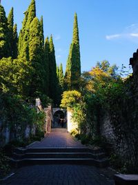 Footpath amidst trees and plants against sky