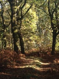 Trees in forest