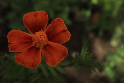 Close-up of red flowering plant