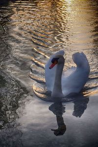 Swan swimming in lake