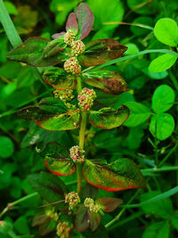 High angle view of flowering plant