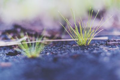 Close-up of plants growing on field