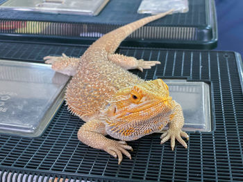 High angle view of lizard in cage