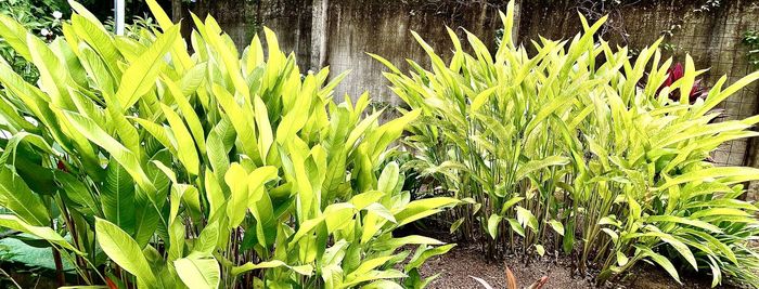 Close-up of plants growing on field