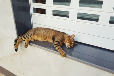 High angle view of cat sleeping on window