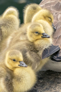 Canada geese goslings cuddling up to mom