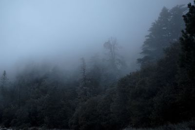 Scenic view of forest in foggy weather