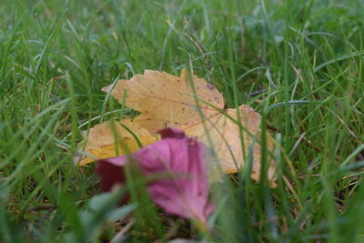 Close-up of fresh green grass in field