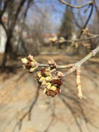 Close-up of flowers on branch