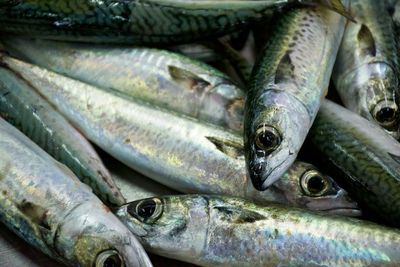 Close-up of fish for sale in market