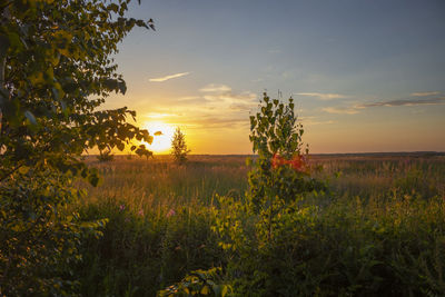 Scenic view of grassy field against sky during sunset