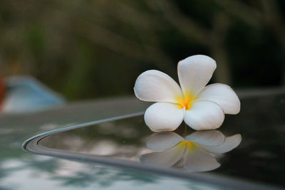 Close-up of white flowering plant