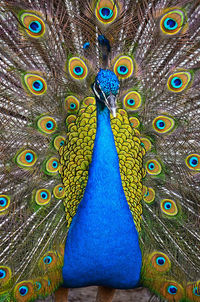 Close-up portrait of peacock