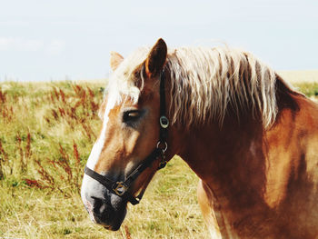 Horse in the field