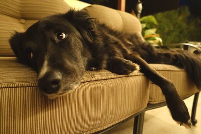 Close-up of dog relaxing on chair