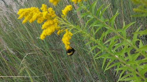 Close-up of yellow flower on grass