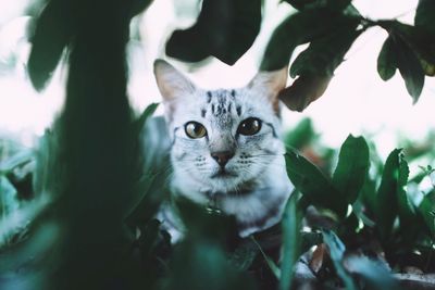 Close-up portrait of a cat