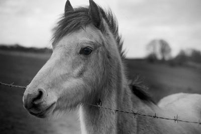 Close-up of a horse