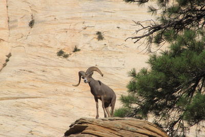Mountain goat standing on rock