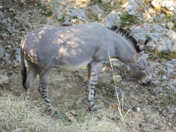 Side view of a horse on field