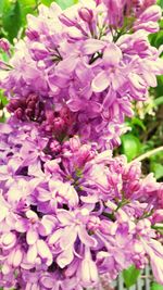 Close-up of purple flowers