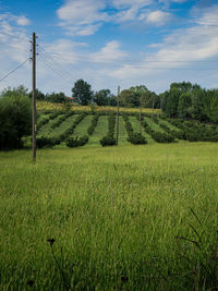 Scenic view of agricultural field against sky